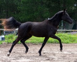 dressage horse Neuland Haute Couture (Hanoverian, 2009, from Farewell III)