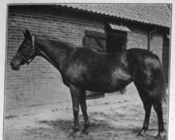 broodmare Signorina xx (Thoroughbred, 1887, from Saint Simon xx)