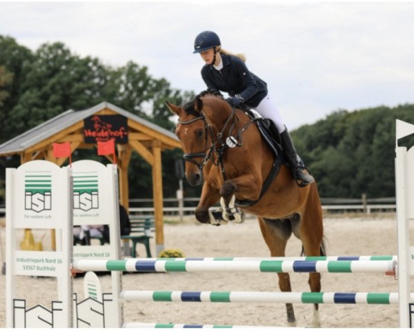 jumper Cascadeur 109 (German Sport Horse, 2016, from Cappucino)