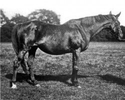 broodmare Sabra xx (Thoroughbred, 1888, from Saint Simon xx)