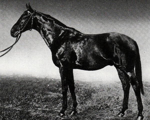 stallion Dunure xx (Thoroughbred, 1889, from Saint Simon xx)