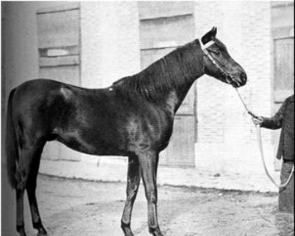 stallion St. Damien xx (Thoroughbred, 1889, from Saint Simon xx)