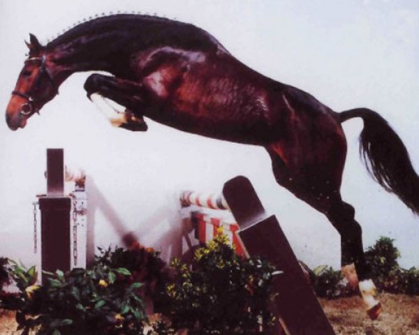 stallion Primeur's As (Westphalian, 1997, from Pavarotti van de Helle)