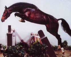 stallion Primeur's As (Westphalian, 1997, from Pavarotti van de Helle)