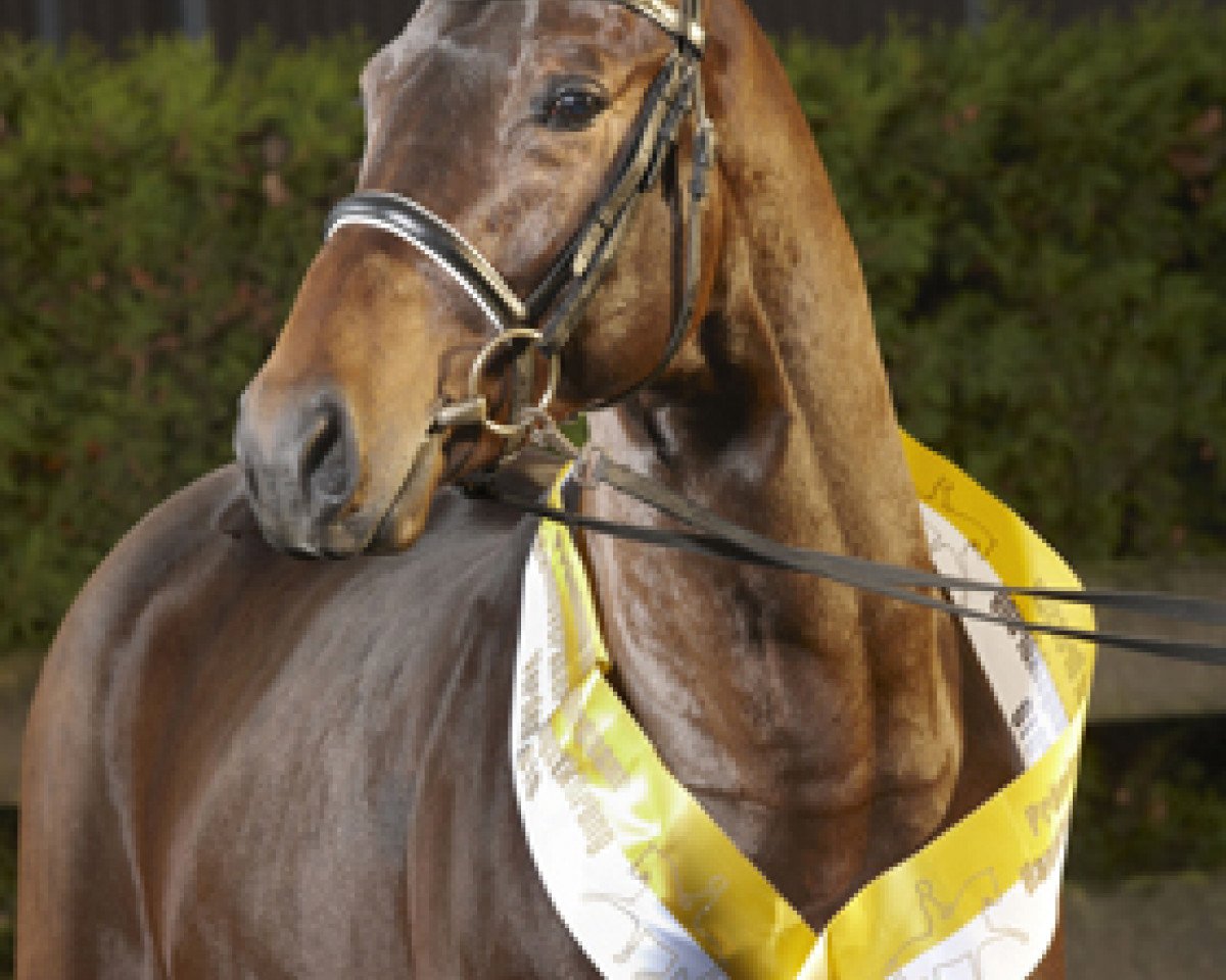 dressage horse Conen (Hanoverian, 2008, from Chequille 2)