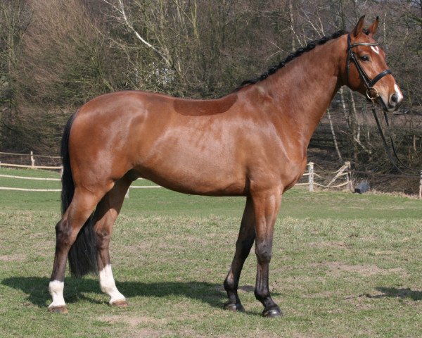 Springpferd Faro (Koninklijk Warmbloed Paardenstamboek Nederland (KWPN), 2005, von Fighting Alpha)