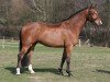 jumper Faro (KWPN (Royal Dutch Sporthorse), 2005, from Fighting Alpha)