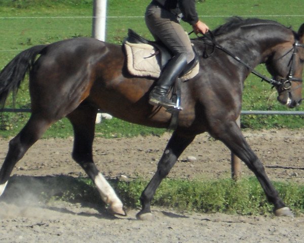 horse Sir Franz Josef (Bavarian, 2003, from Semper Odem)