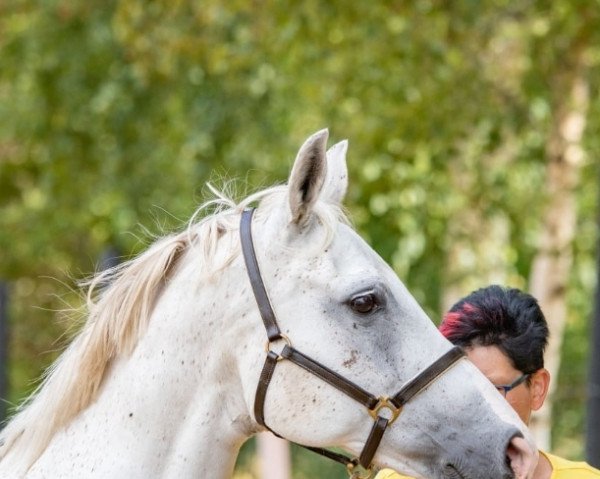 broodmare sammy (unknown,  , from Nuts)