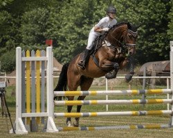 jumper Gauner 306 (Hanoverian, 2012, from Grey Top)