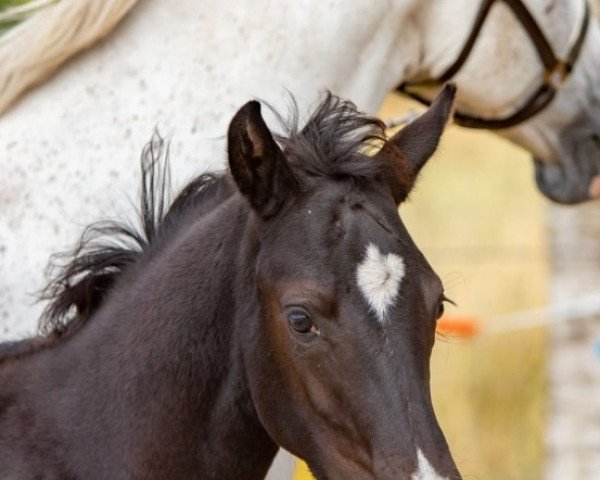 Dressurpferd Seatje MR (Deutsches Reitpony, 2022, von Venustas Cool Edition)