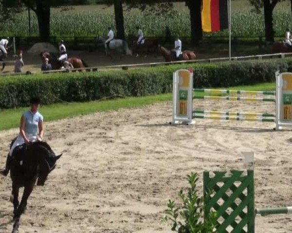 jumper Camlo (Holsteiner, 2005, from Corrado I)