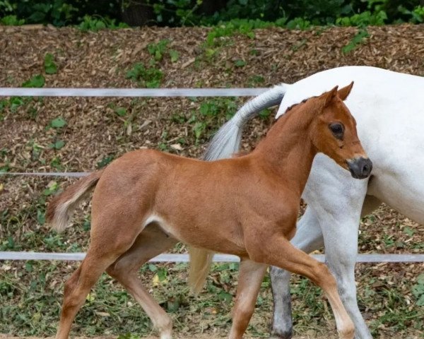 jumper Manyla (German Riding Pony, 2022, from Venustas Cool Edition)