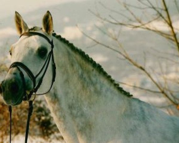 stallion Schampus (Trakehner, 1985, from Karon)