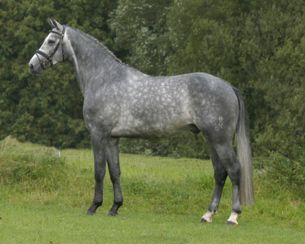 Deckhengst Mitterand (Trakehner, 2005, von Schampus)