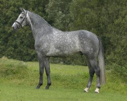 stallion Mitterand (Trakehner, 2005, from Schampus)