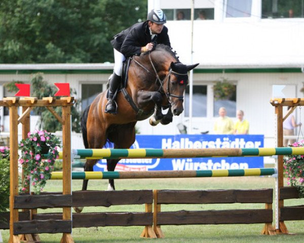 stallion Lord Argentinus (Oldenburg show jumper, 2005, from Lord Pezi)