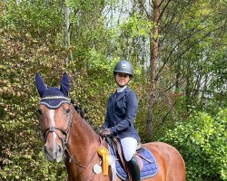 jumper Cavani 3 (Oldenburg show jumper, 2011, from Calico 8)