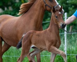 dressage horse Valentina MR (German Riding Pony, 2022, from Venustas Cool Edition)