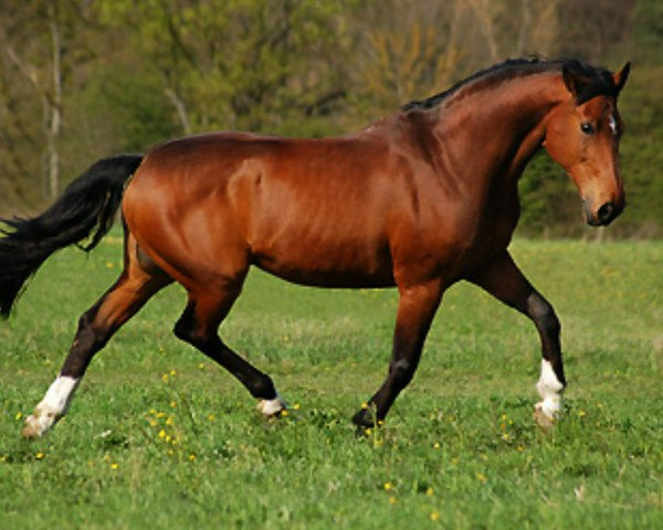 horse Capello (Holsteiner, 1987, from Cor de la Bryère)