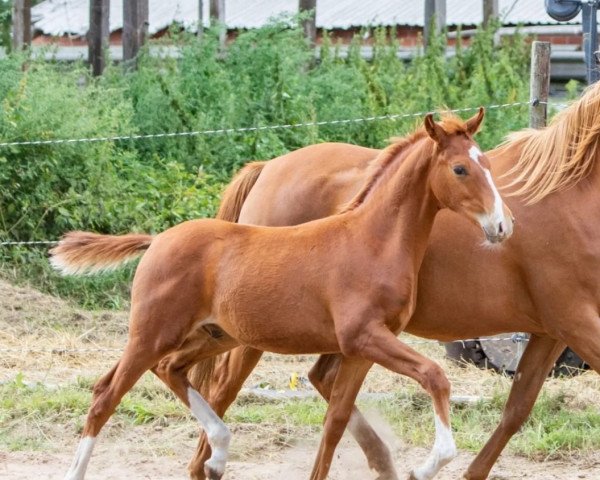 dressage horse Cool Valentino MR (German Riding Pony,  , from Venustas Cool Edition)