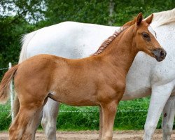 dressage horse Sitara MR (German Riding Pony,  , from Venustas Cool Edition)