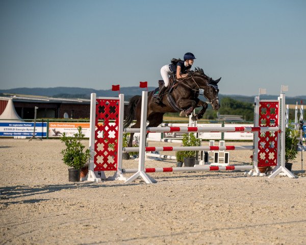 jumper My Lady 173 (German Sport Horse, 2005, from Carpalo)