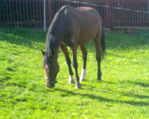 Pferd Lauser (Deutsches Reitpferd, 1993, von Lesoto)