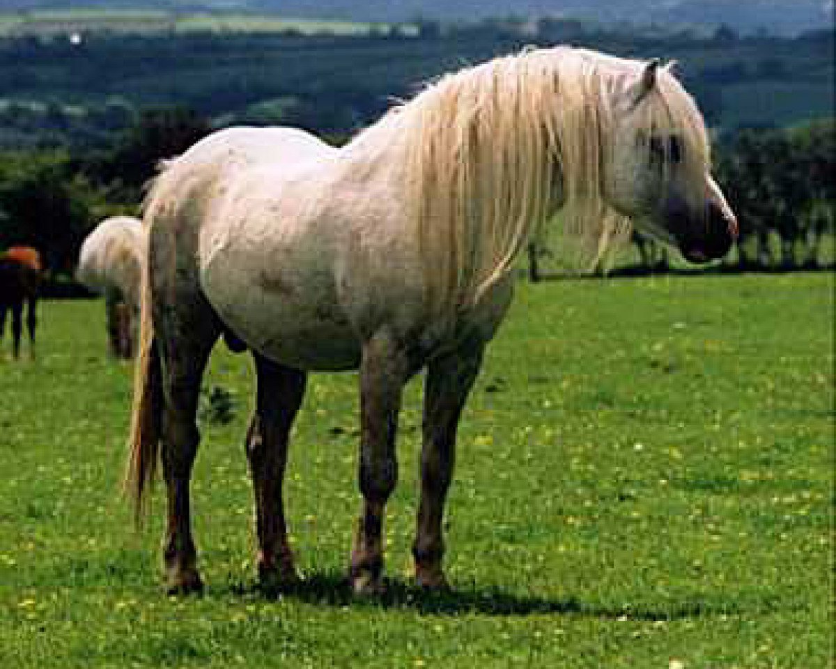 stallion Tafarnaubach Sion (Welsh mountain pony (SEK.A), 1989, from Penual Mark)