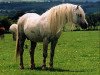 Deckhengst Tafarnaubach Sion (Welsh Mountain Pony (Sek.A), 1989, von Penual Mark)