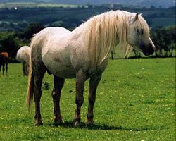 Deckhengst Tafarnaubach Sion (Welsh Mountain Pony (Sek.A), 1989, von Penual Mark)