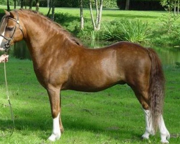 Deckhengst Brynrodyn Llewelyn Ap Sion (Welsh Mountain Pony (Sek.A), 1999, von Tafarnaubach Sion)