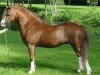 Deckhengst Brynrodyn Llewelyn Ap Sion (Welsh Mountain Pony (Sek.A), 1999, von Tafarnaubach Sion)