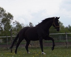 dressage horse Summer Love (Rhinelander, 2004, from Sunny-Boy)