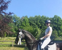 dressage horse Satchmo 128 (Hanoverian, 2010, from Sarkozy 3)