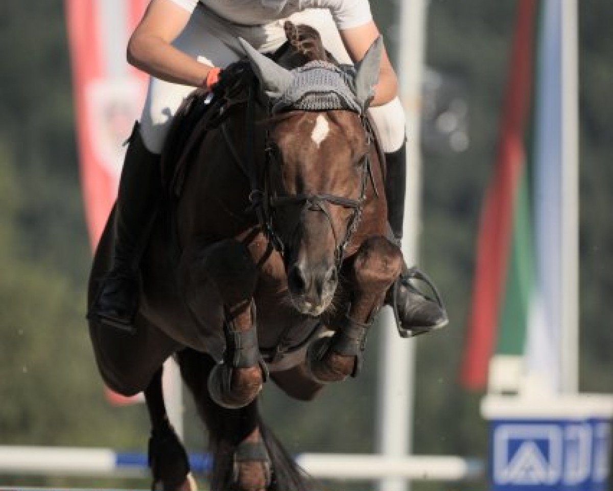 stallion Che Guevara 17 (Holsteiner, 2001, from Concept)