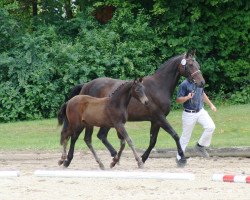 Zuchtstute Diamond Day S (Deutsches Reitpferd, 2001, von Royal Diamond)