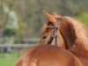 dressage horse Nabucco R.o. (German Riding Pony, 2008, from Noir de Luxe)