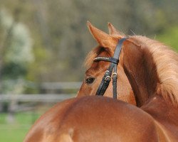 dressage horse Nabucco R.o. (German Riding Pony, 2008, from Noir de Luxe)