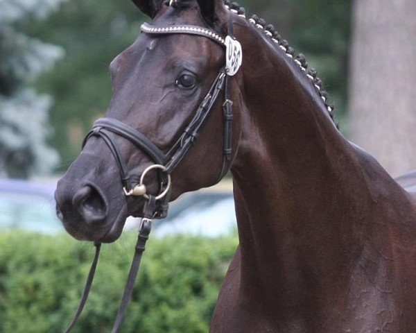 broodmare Lady Dance 2 (Hanoverian, 2008, from Londontime)