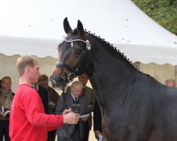 stallion Ricochello (Westphalian, 2009, from Riccio)