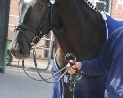 horse Profiteur (Westphalian, 2009, from Prominenz)