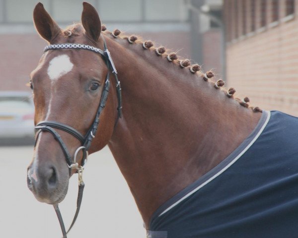 dressage horse Qatar (Oldenburg, 2009, from Quaterback)