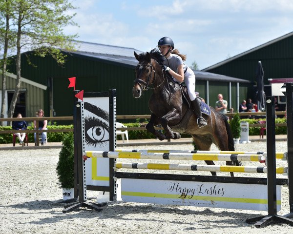 broodmare Morning Glory (New Forest Pony, 2011, from Esse Golden Bigwig)