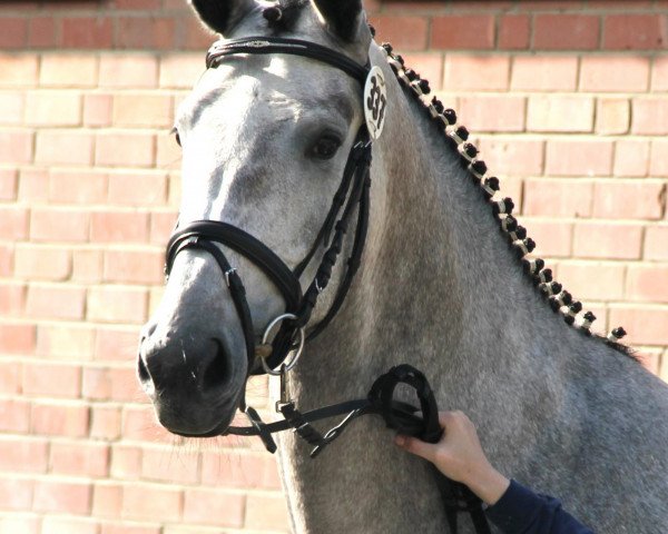 dressage horse Parlentino S (Westphalian, 2009, from Prinz Parly)