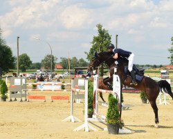 jumper Carlos 704 (Hanoverian, 2010, from Cornado NRW)