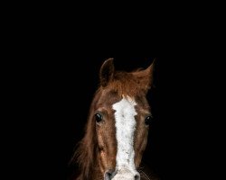 Zuchtstute Vicky (Deutsches Reitpony, 1993, von Diamant II)