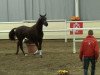 dressage horse Bentamo 2 (Oldenburg, 2009, from Belissimo NRW)