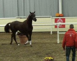 dressage horse Bentamo 2 (Oldenburg, 2009, from Belissimo NRW)