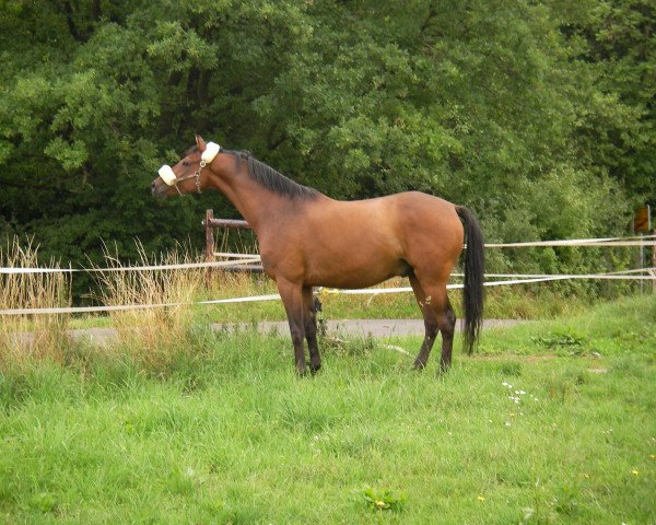 Springpferd Carlos (Rheinländer, 2002, von Coriando)